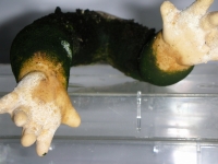 moss covered porcelain arms